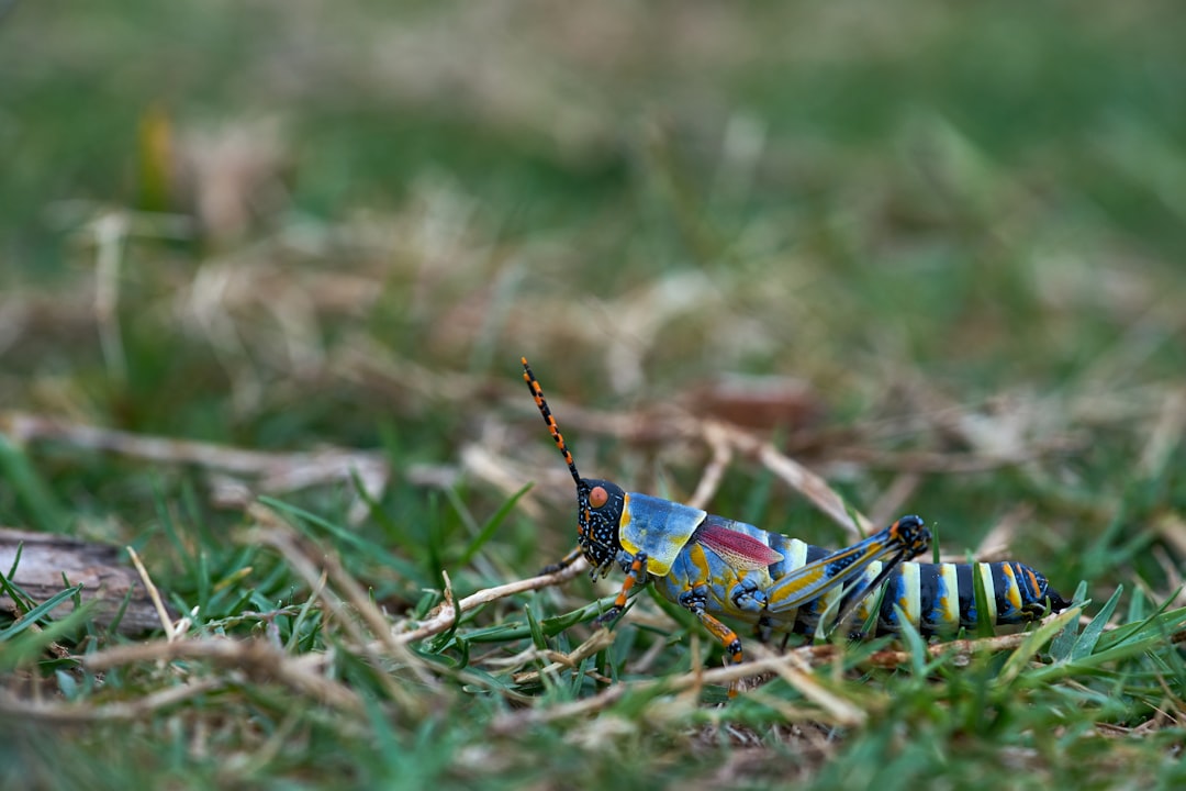 blue and yellow grasshopper on green grass during daytime