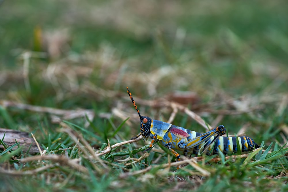 blue and yellow grasshopper on green grass during daytime