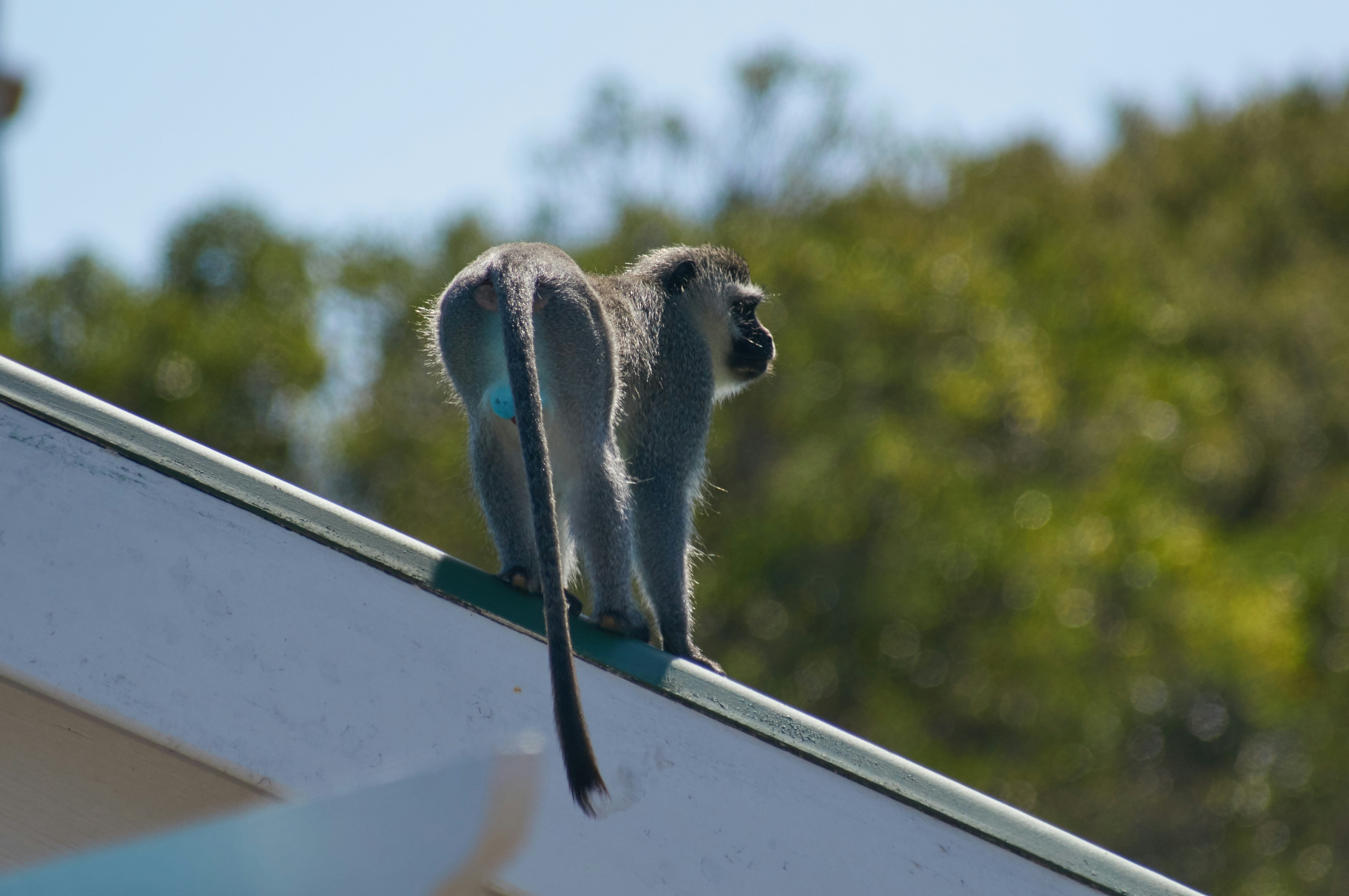 gray and white monkey on black metal bar during daytime