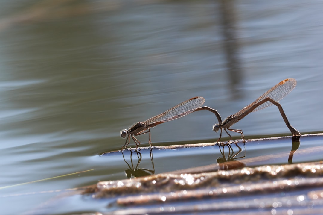 brown dragonfly on brown wooden stick in water during daytime