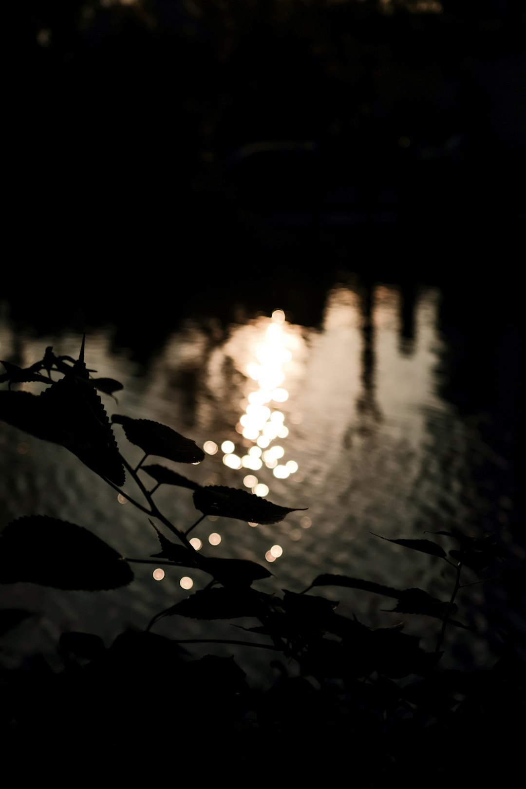 silhouette of plant during sunset