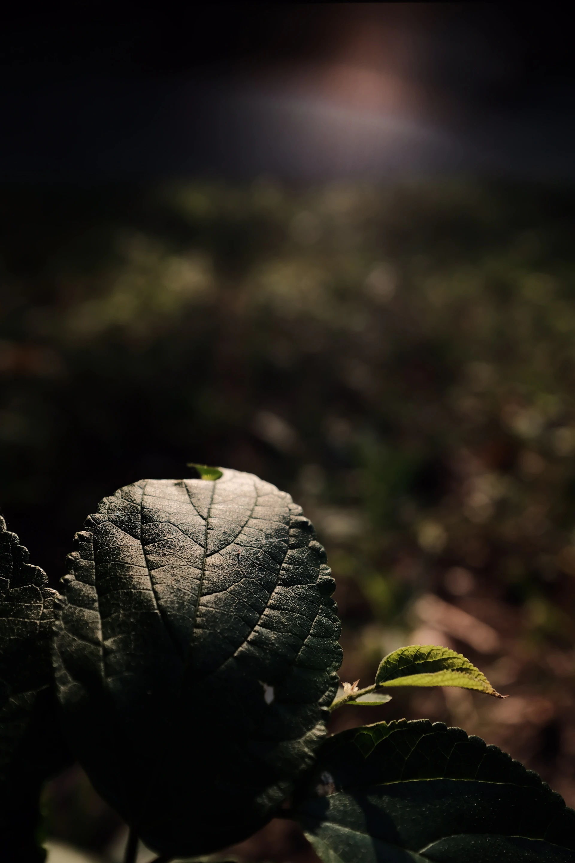 gray computer monitor