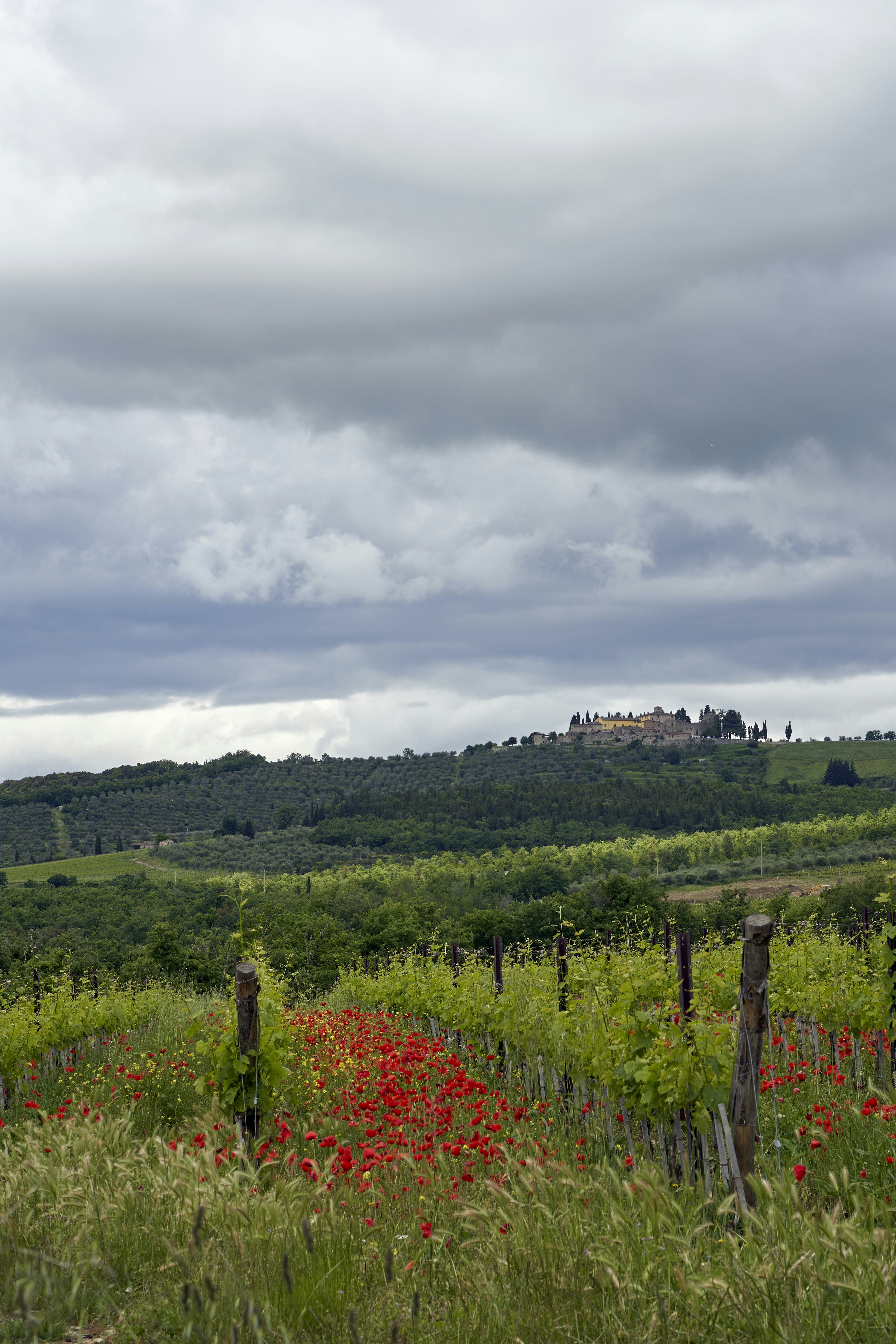 Photo by wolfgang_hasselmann