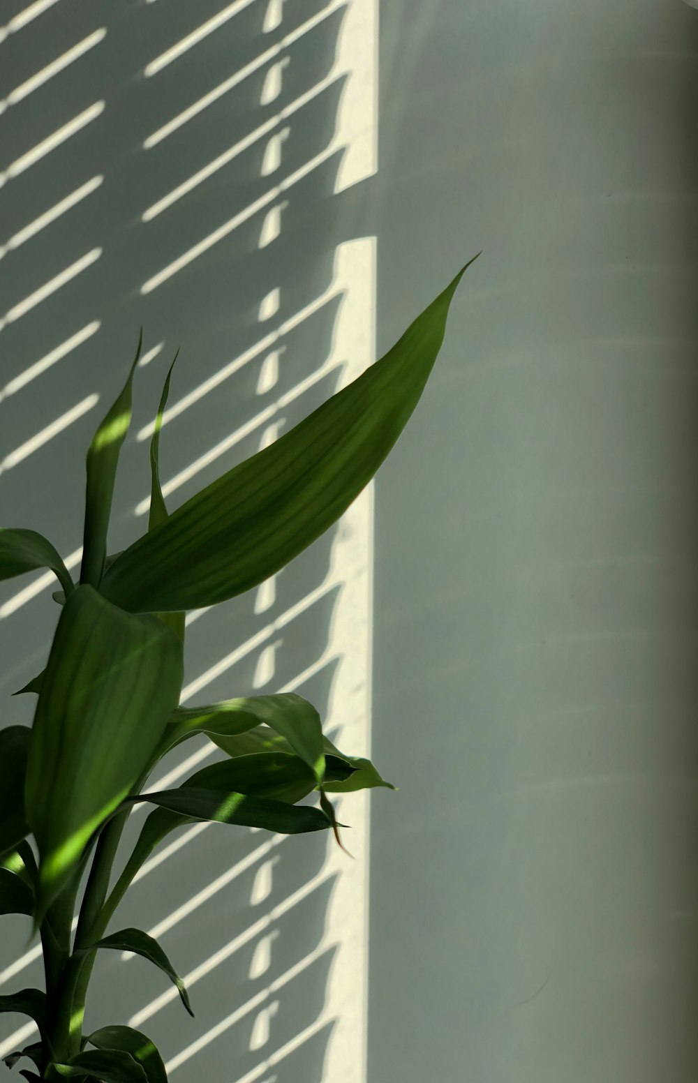 green plant near white window blinds
