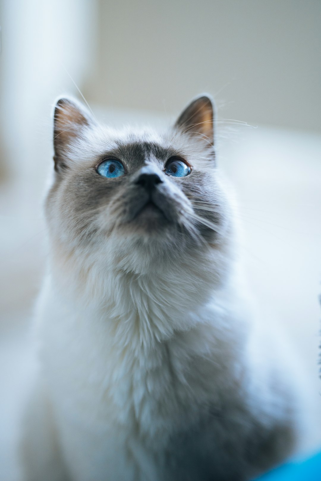 white and black long fur cat