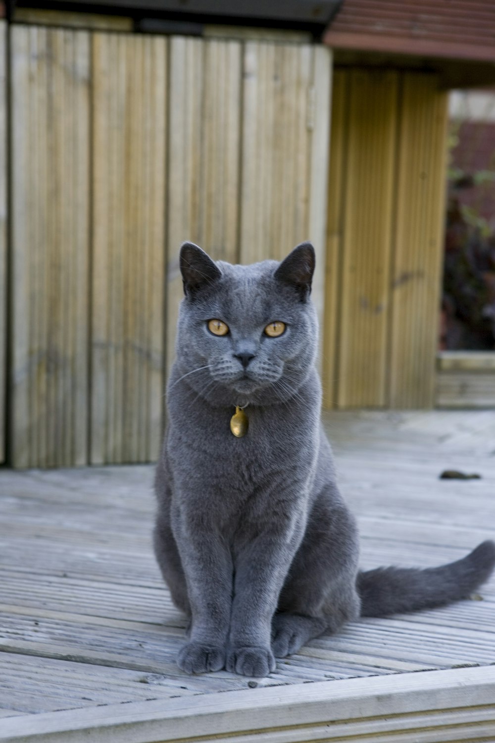 Russisch-blaue Katze auf Holzboden