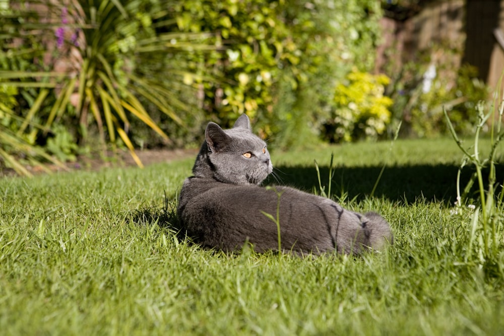 russian blue cat lying on green grass during daytime