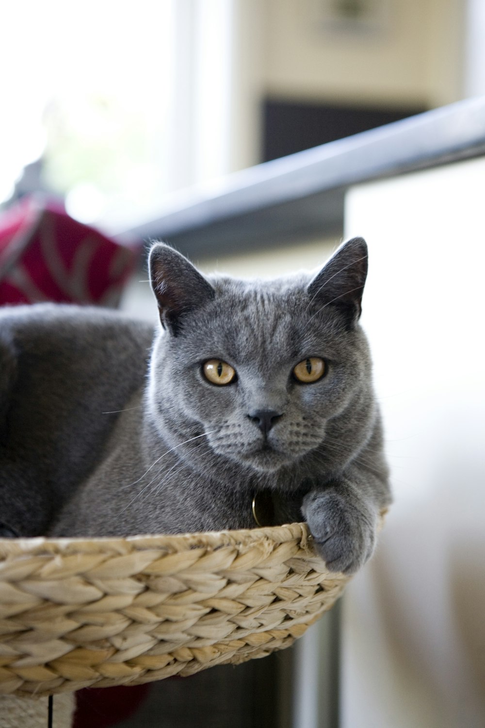 Russischblaue Katze auf braun geflochtenem Korb