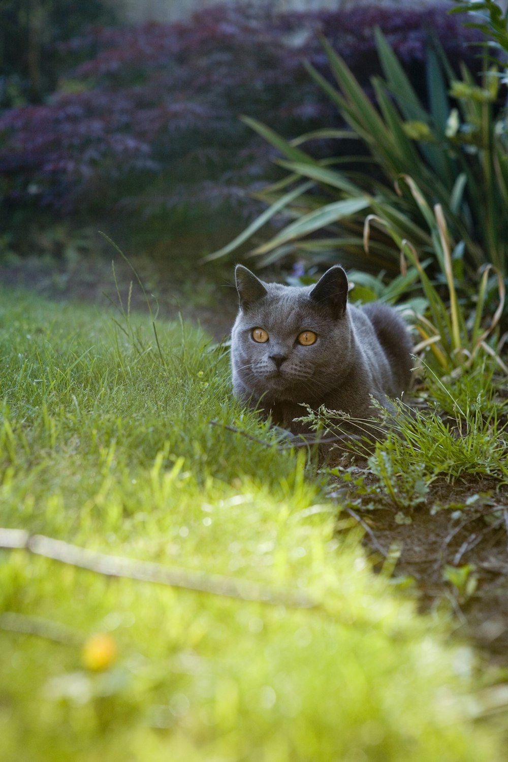 russian blue cat lying on green grass during daytime