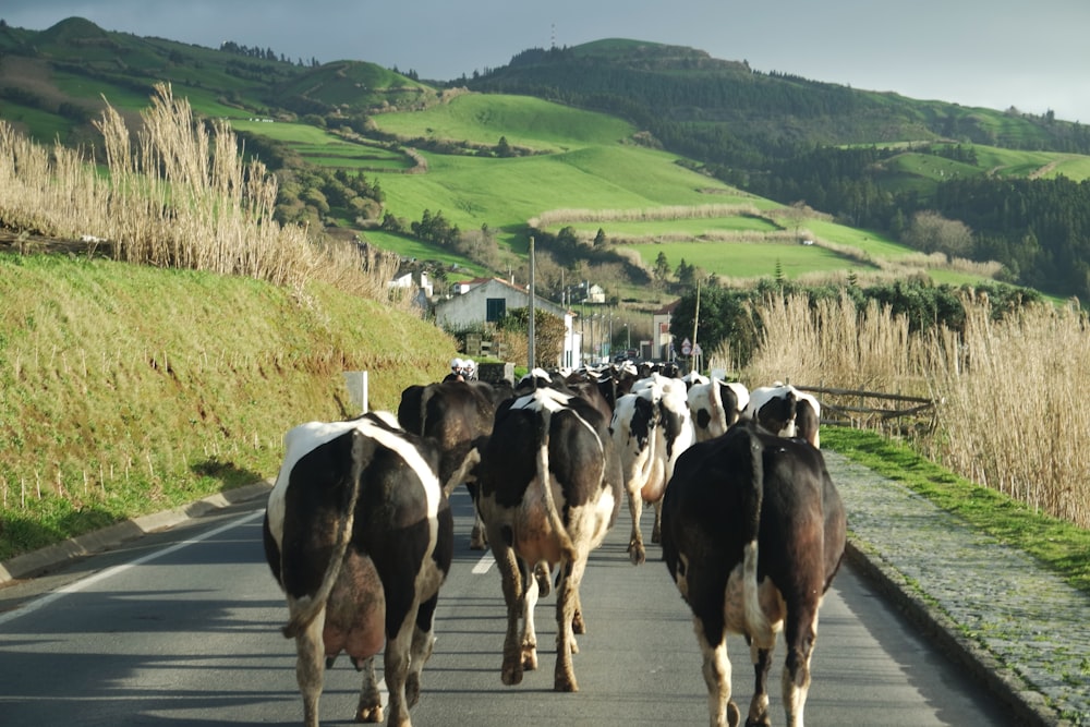 herd of horses on road during daytime