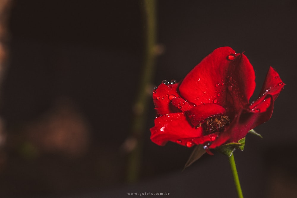 red rose in bloom with dew drops