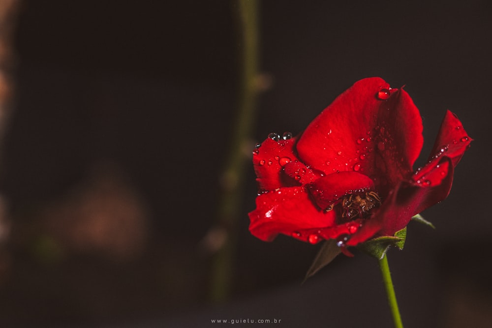 Rosa rossa in fiore con gocce di rugiada