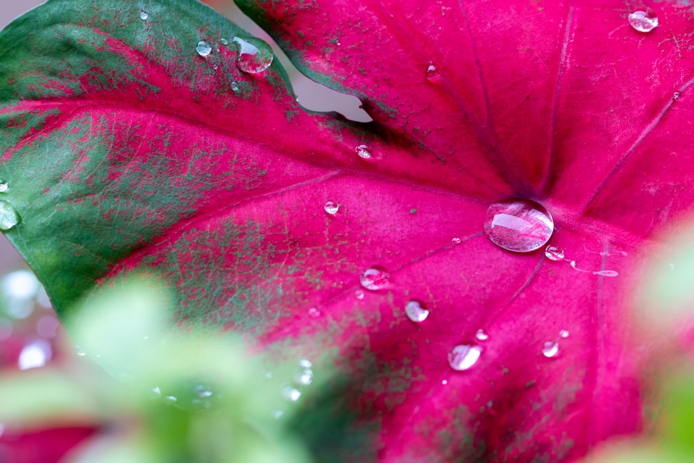 purple leaf with water droplets