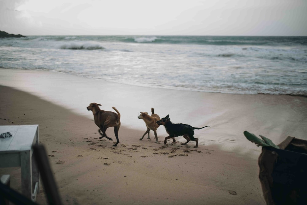 three dogs on beach shore during daytime
