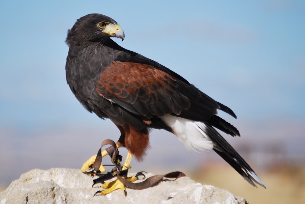 black and white eagle on gray rock during daytime