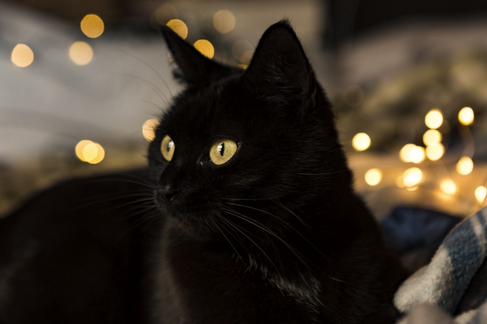 black cat with yellow bokeh lights