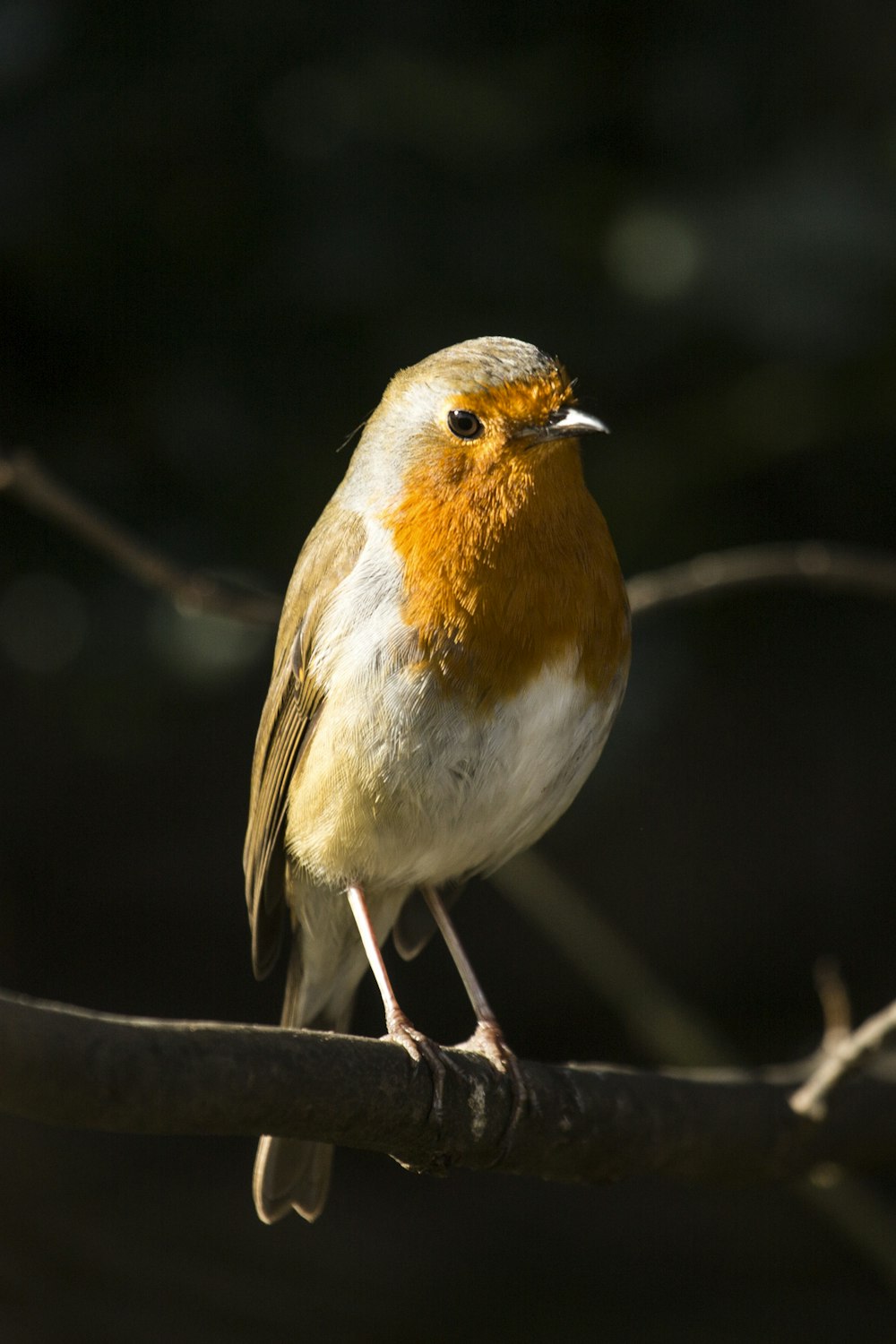 white brown and orange bird on brown tree branch