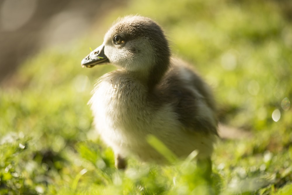 white and brown duck on green grass during daytime
