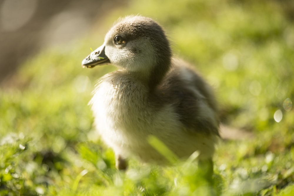 Pato blanco y marrón en hierba verde durante el día