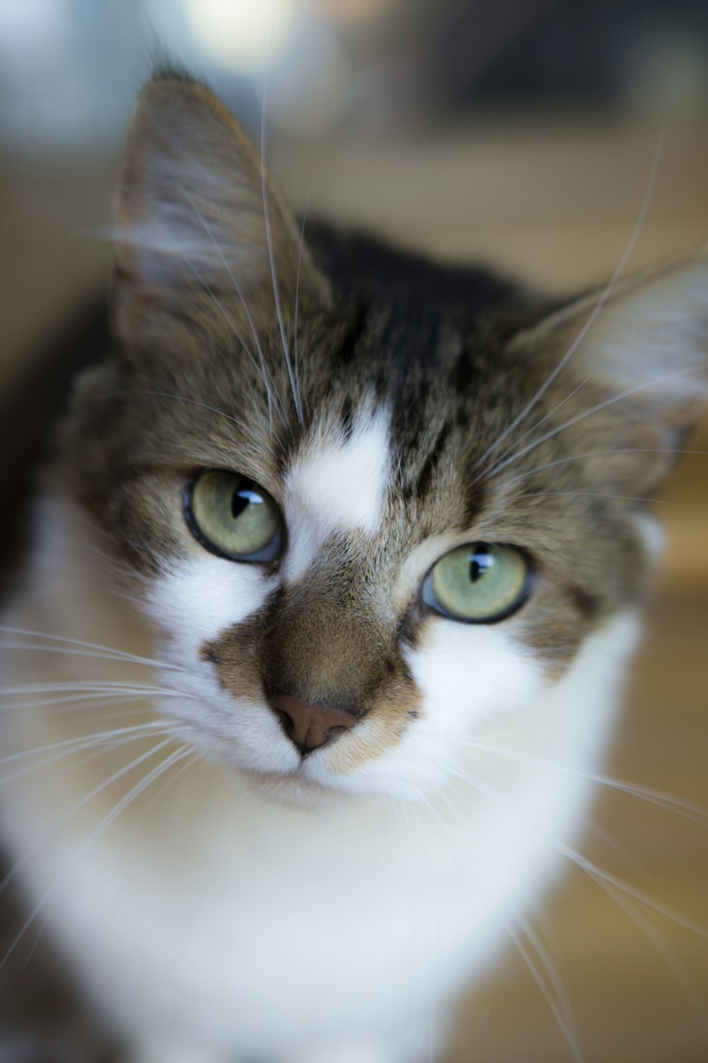 white and brown tabby cat