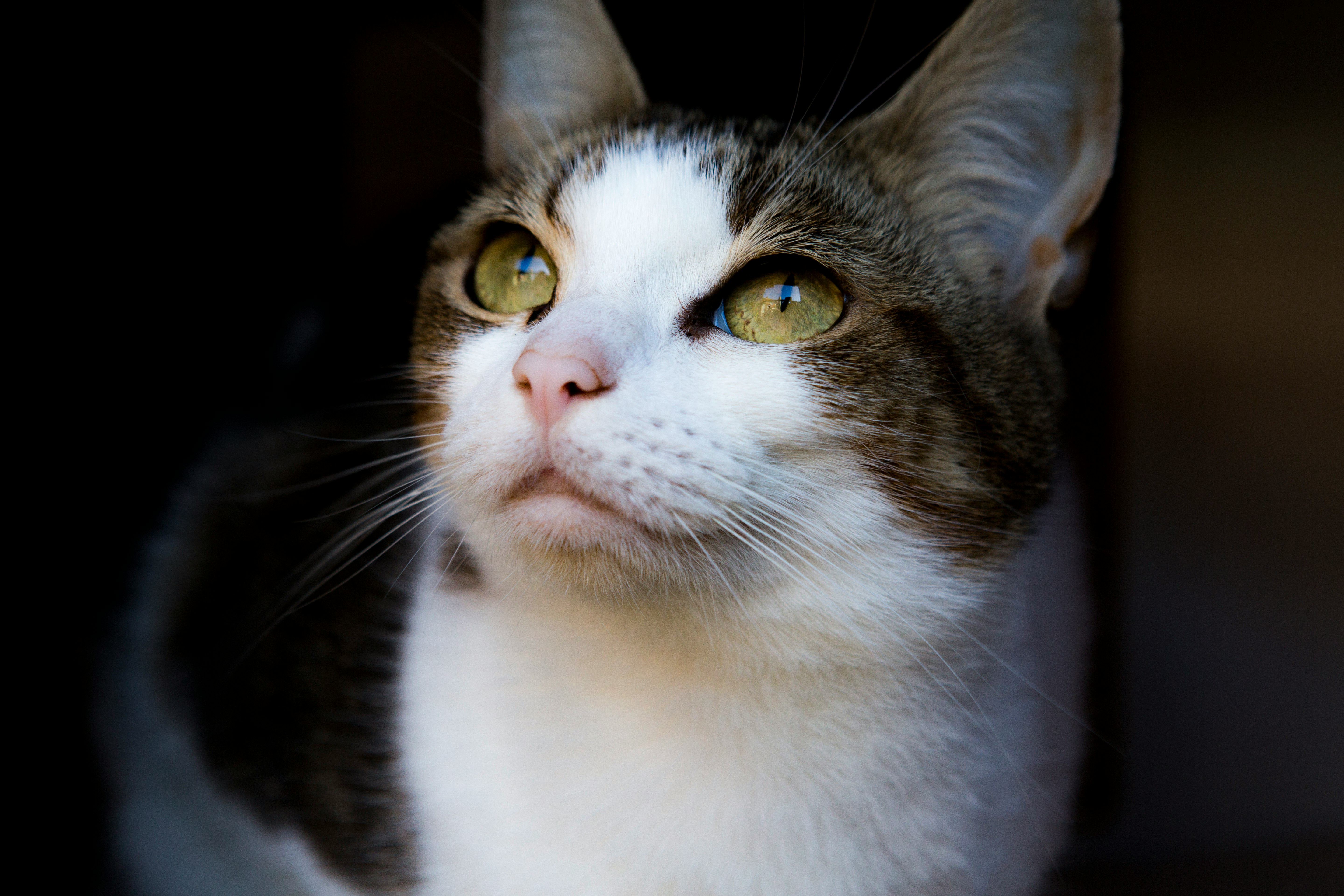 white and brown cat in close up photography