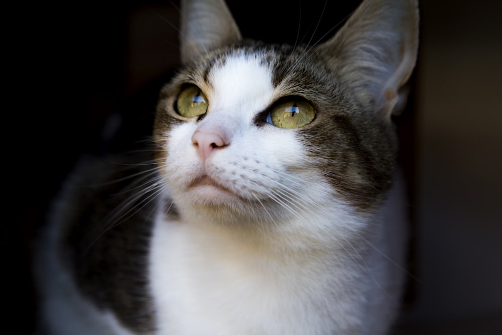 white and brown cat in close up photography