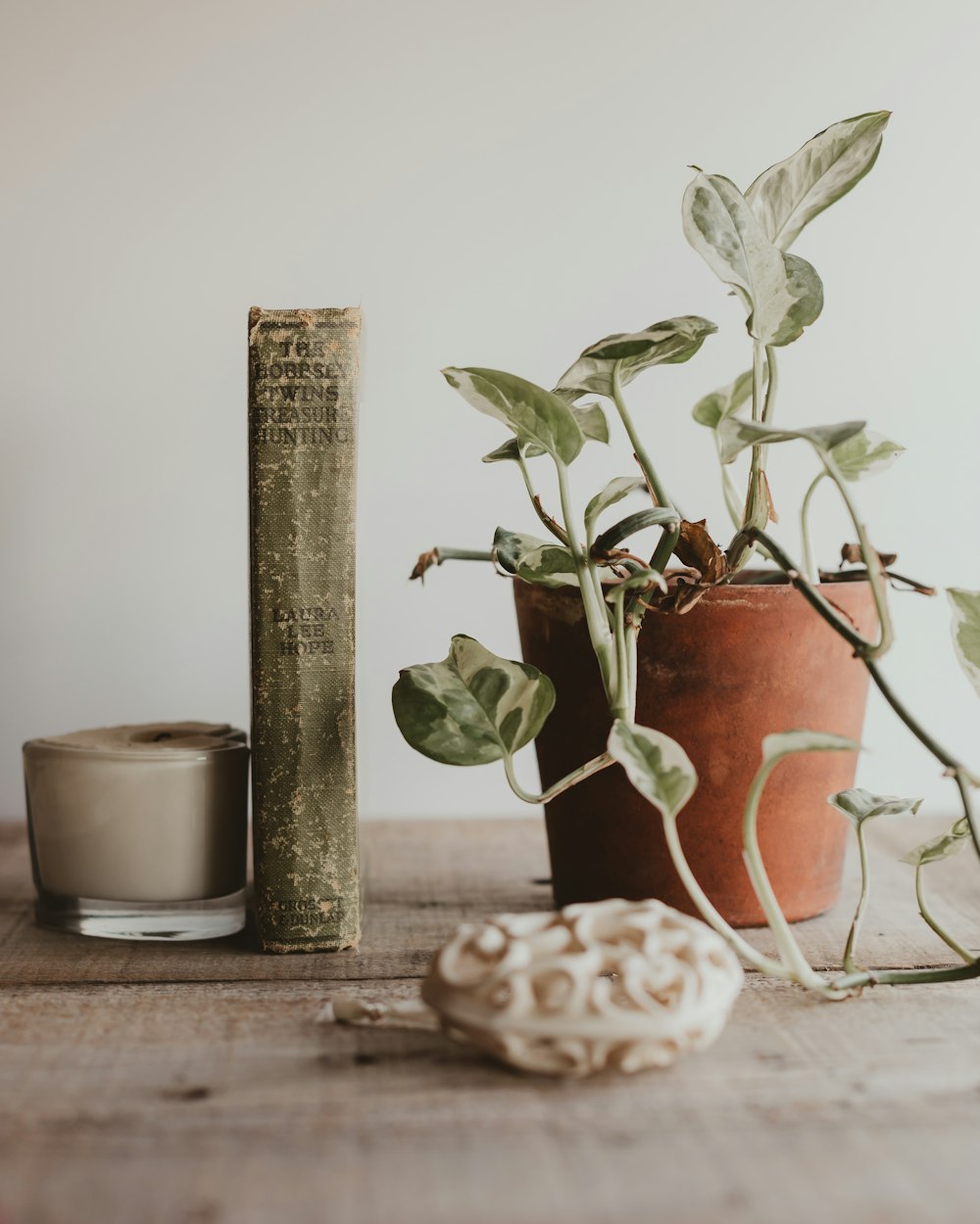 green plant on brown clay pot