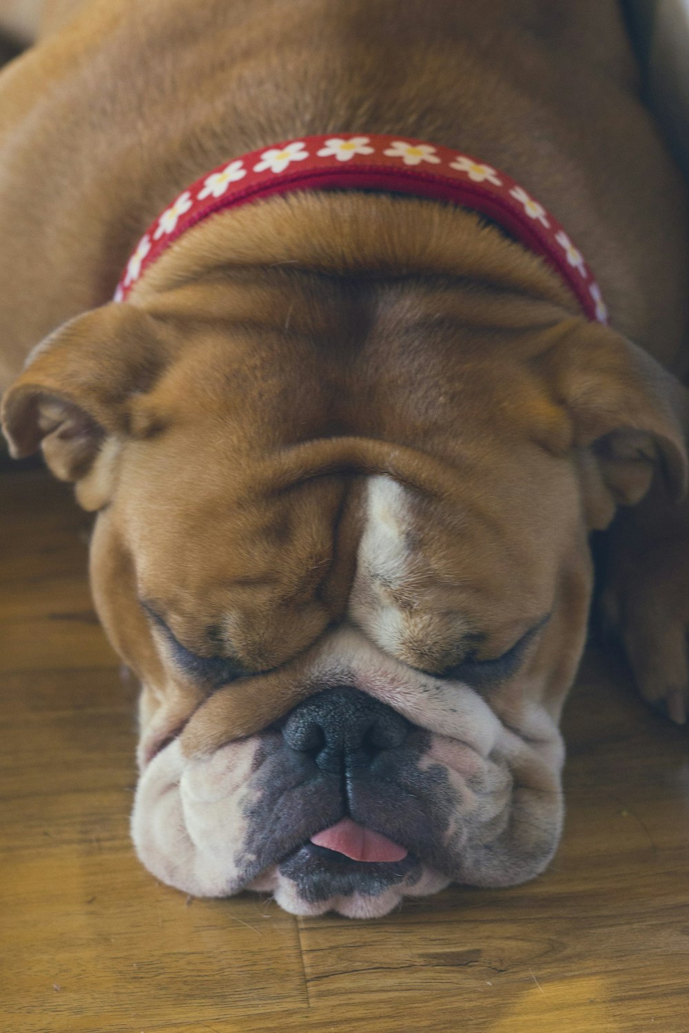 brown and white short coated dog