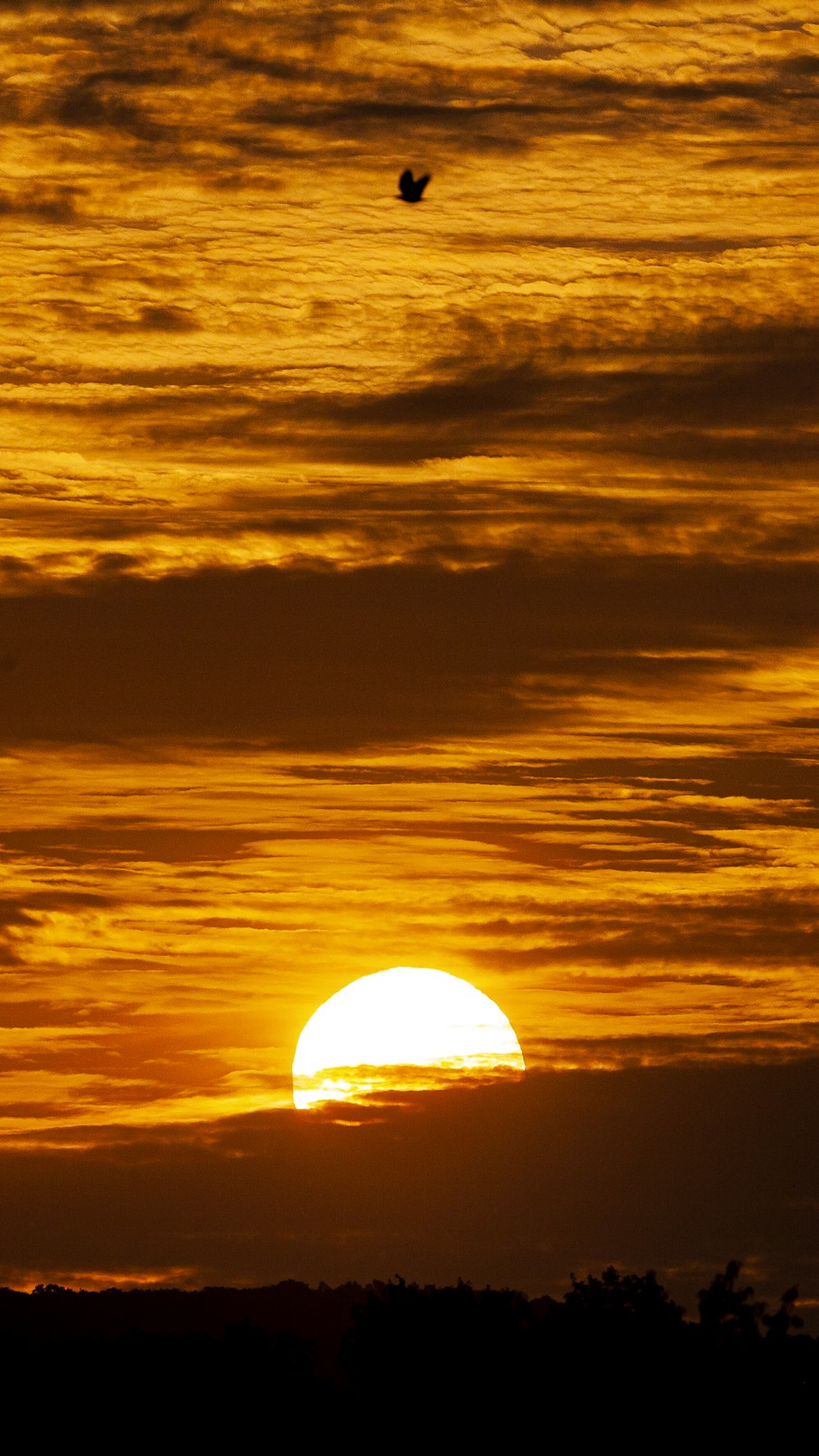 sun setting over the clouds