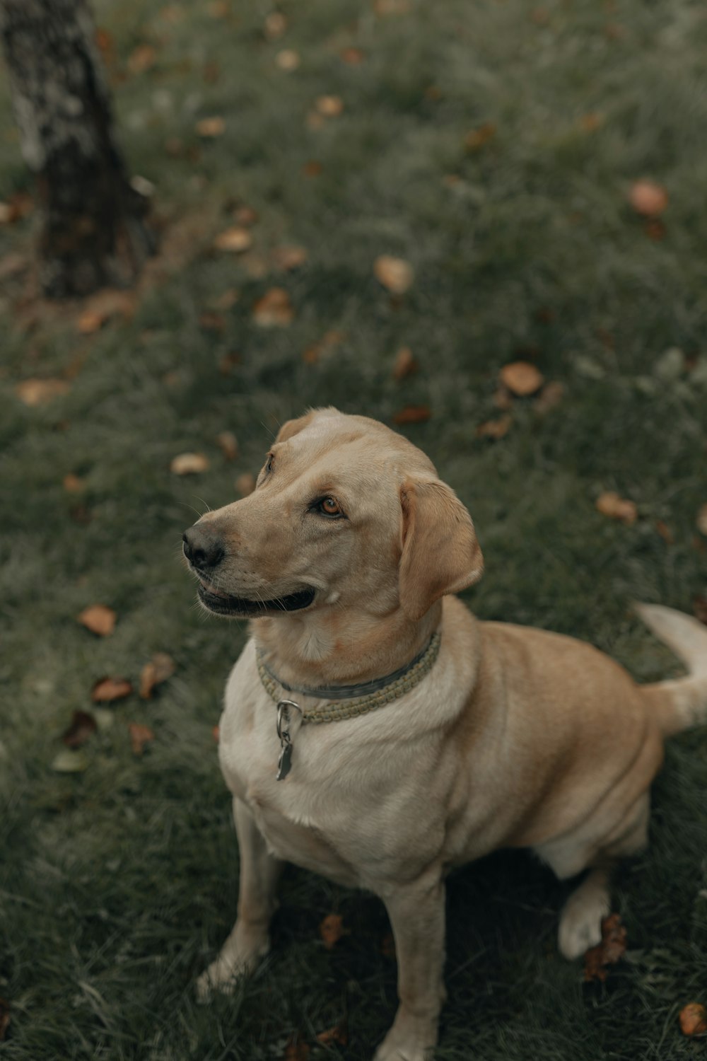 yellow labrador retriever lying on green grass field during daytime