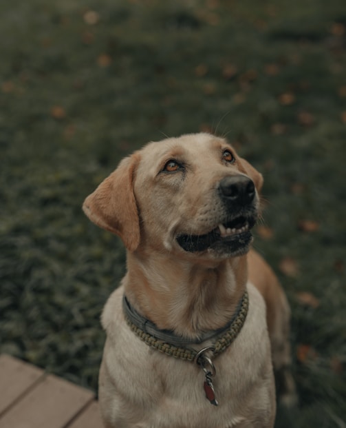 labrador sable en position assise