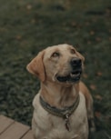 labrador sable en position assise