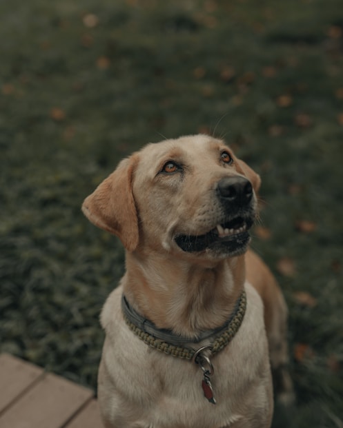 labrador sable en position assise