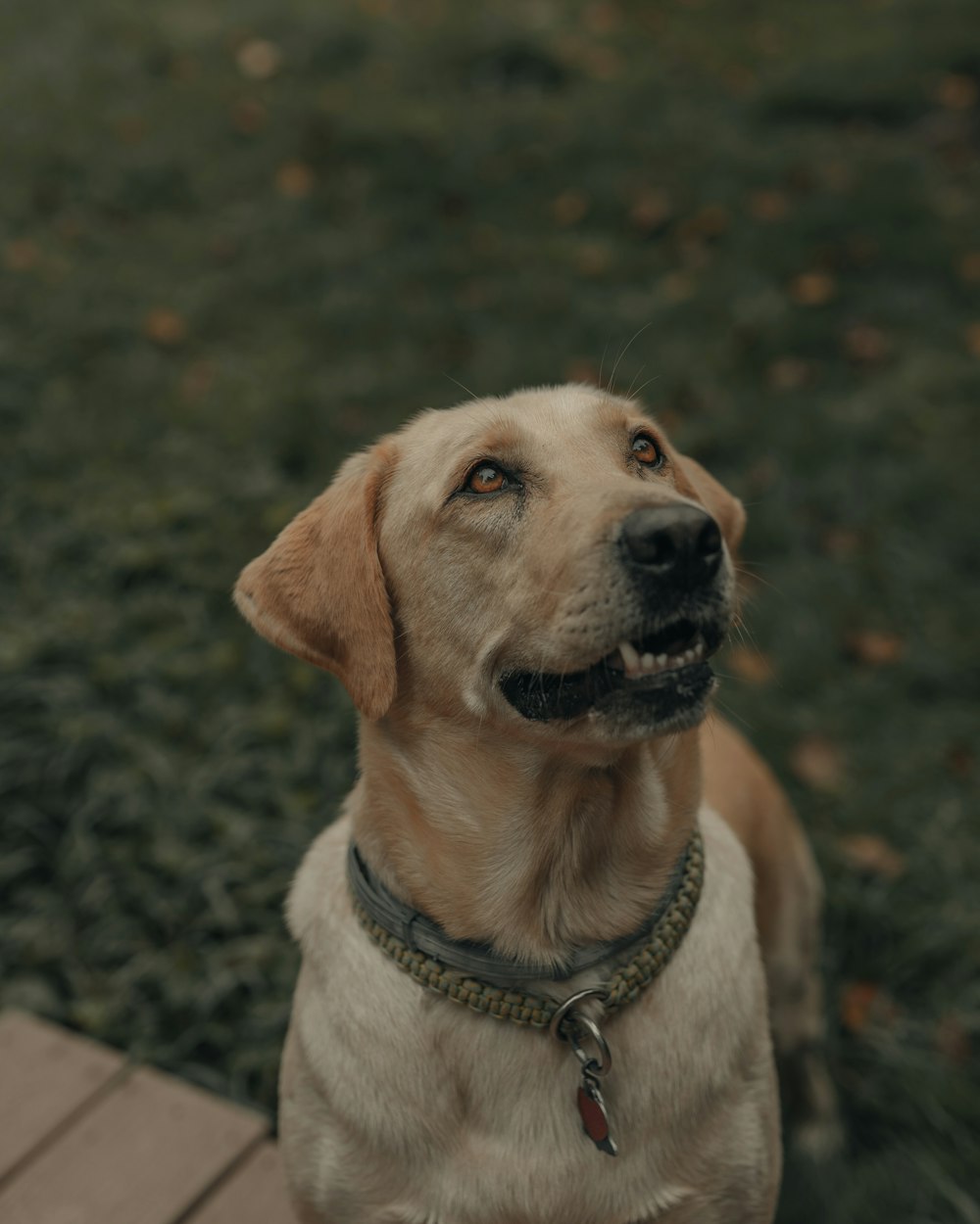 Gelber Labrador Retriever sitzt auf dem Boden