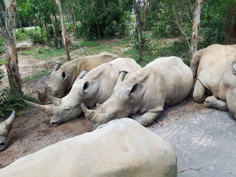 white rhinoceros on gray concrete road during daytime