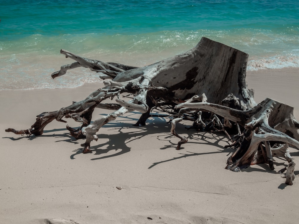 bûche de bois brun sur la plage