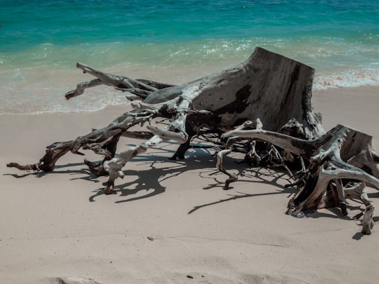 brown wood log on beach in Ao Nang Thailand