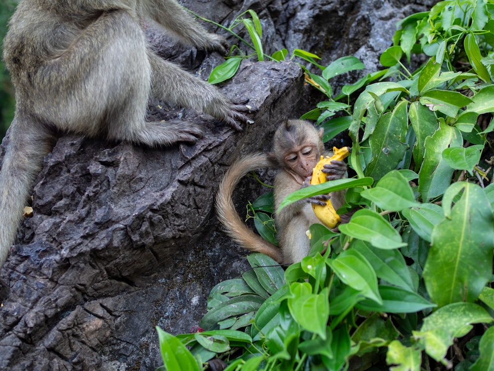 um casal de macacos sentados em cima de uma árvore