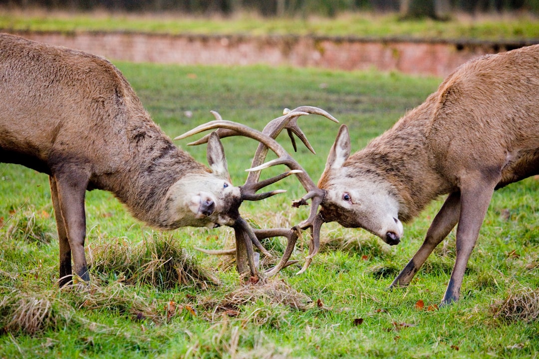 brown deer on green grass during daytime