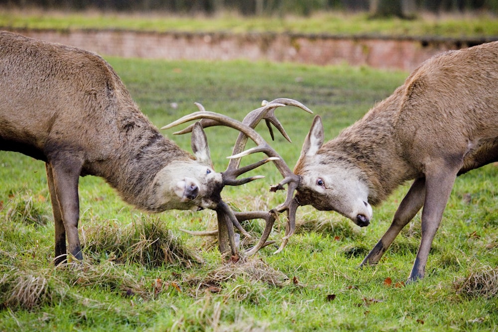 brown deer on green grass during daytime