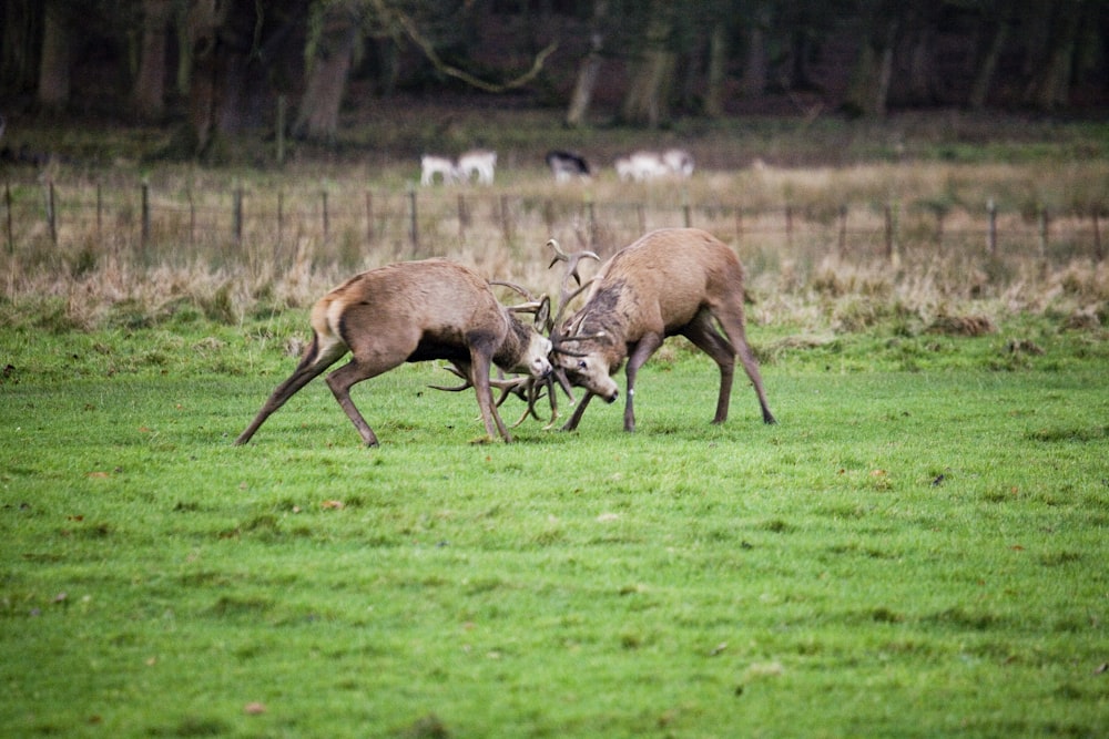 brown deer on green grass field during daytime