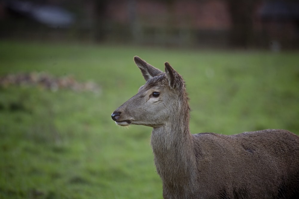 brown deer on green grass during daytime