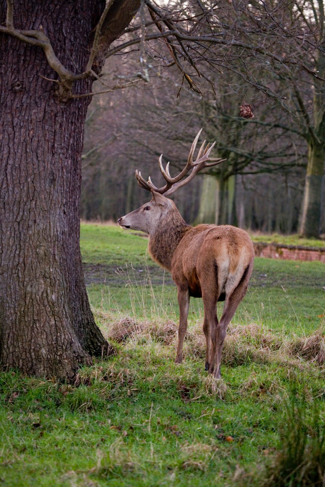 brown deer standing on green grass field near brown tree during daytime