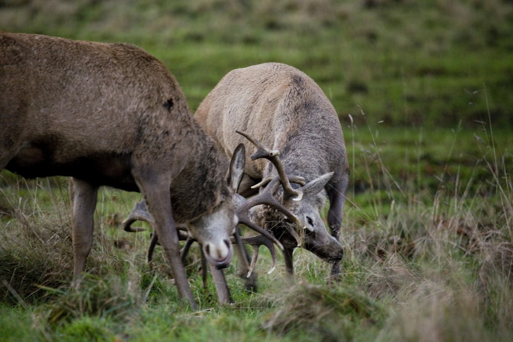 brown deer on green grass field during daytime