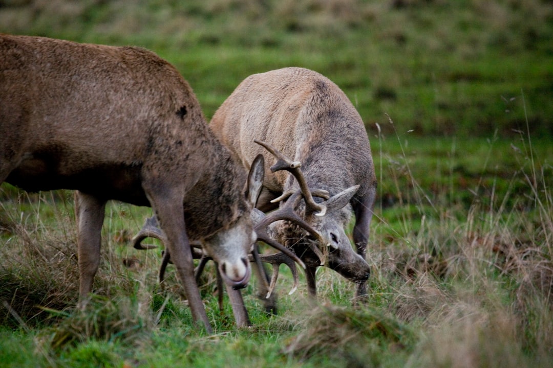 brown deer on green grass field during daytime