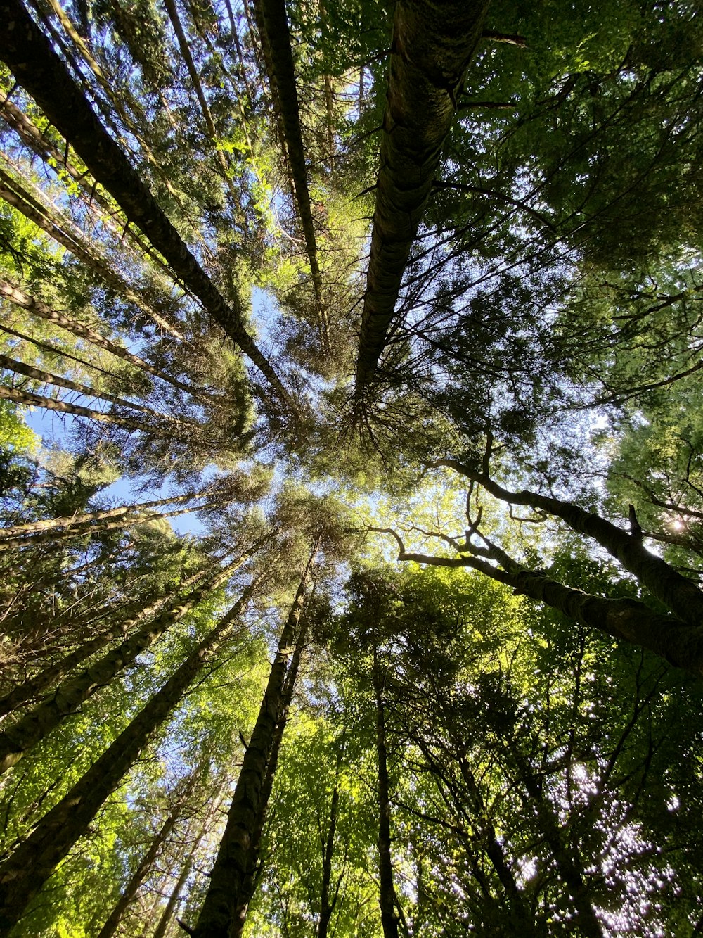 low angle photography of green trees during daytime