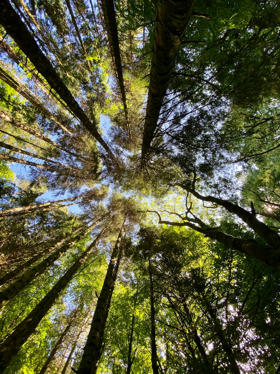 Forest photo spot Kerry Ireland