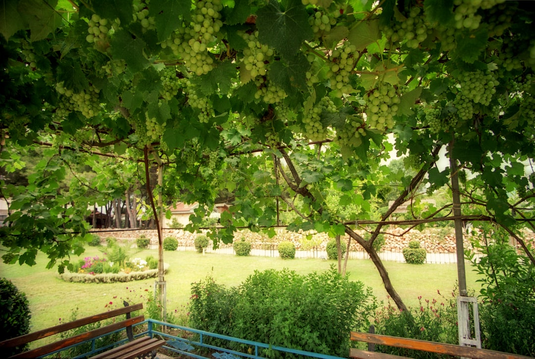 green tree near blue metal fence