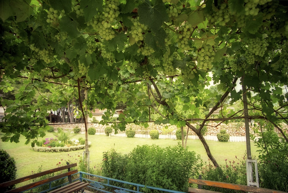 green tree near blue metal fence