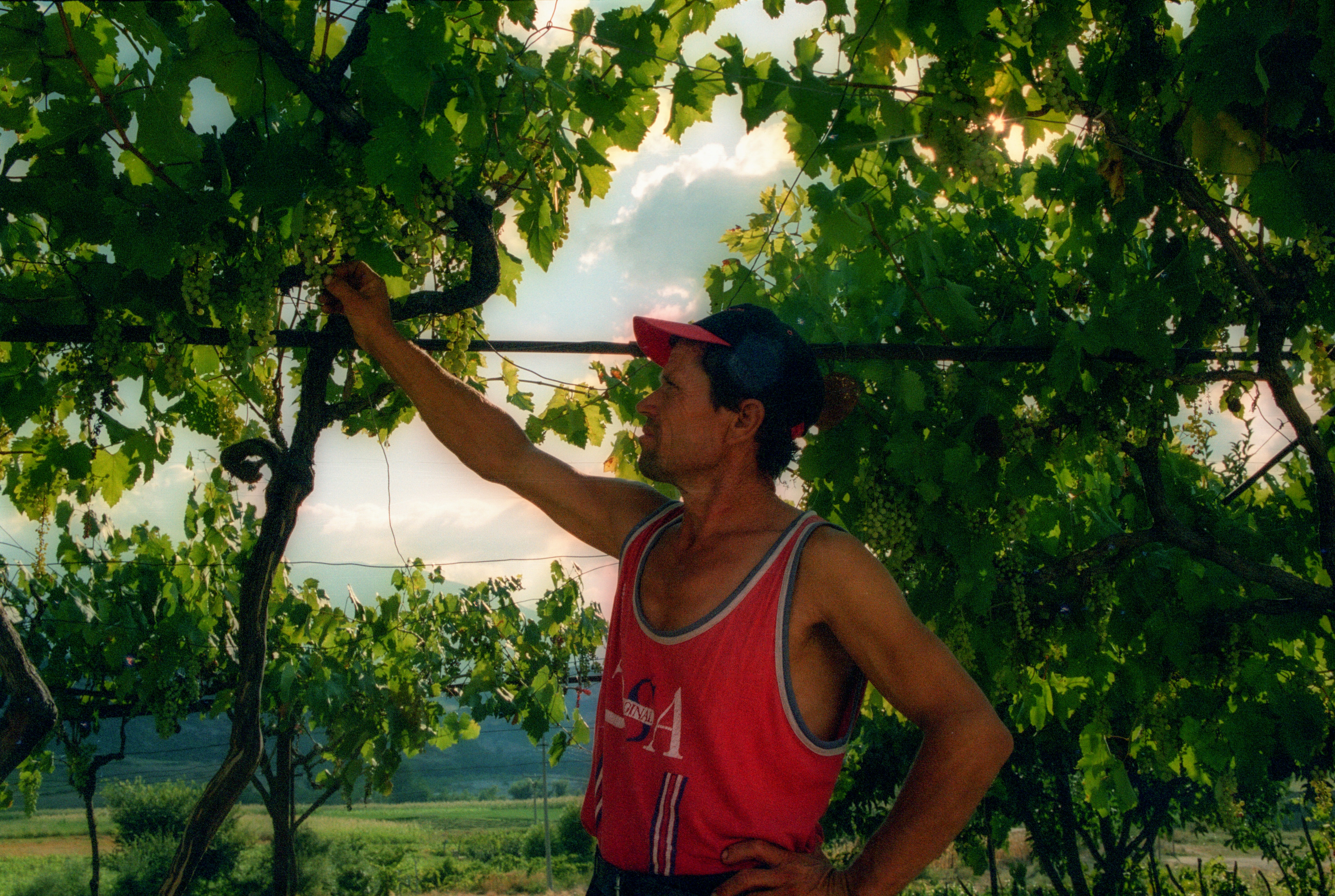 Radici e Vendemmia: Le Vignaiole Italiane che Custodiscono la Memoria del Territorio